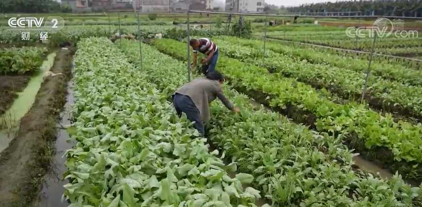 广西全区气象干旱进一步缓解 瓜果蔬菜久旱逢甘霖1.png